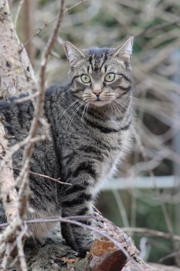 Bahçe içinde güzel bir kedi