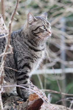 Bahçe içinde güzel bir kedi