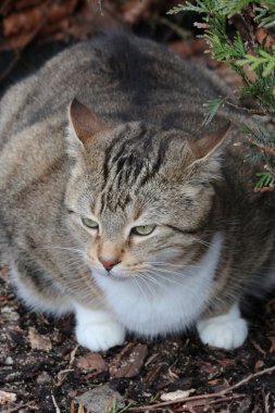 Bahçe içinde güzel bir kedi