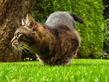 Bahçe içinde güzel bir kedi