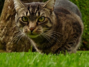 Bahçe içinde güzel bir kedi