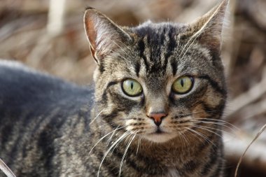 Bahçe içinde güzel bir kedi