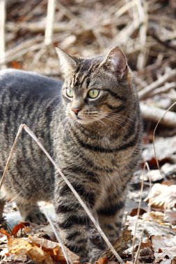 Bahçe içinde güzel bir kedi