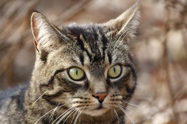 Bahçe içinde güzel bir kedi