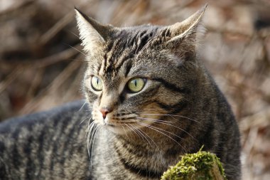 Bahçe içinde güzel bir kedi