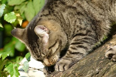 Bahçe içinde güzel bir kedi