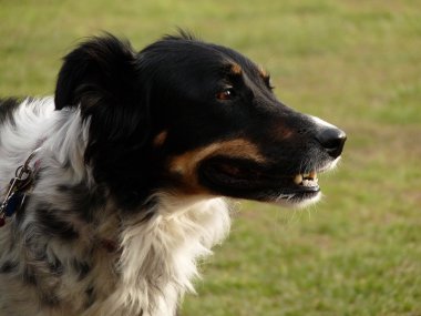 doğada bir köpek