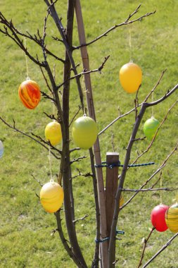 bir ağaç üzerinde güzel Paskalya yumurtaları