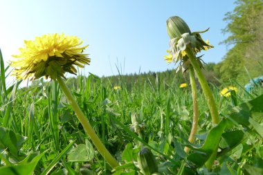 A sunny green meadow with nice flowers clipart