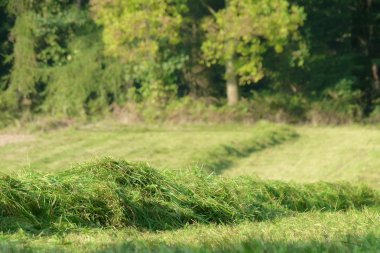 Green hay in the late summer clipart