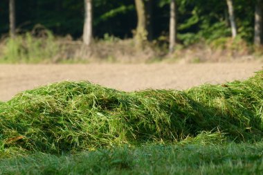 Green hay in the late summer