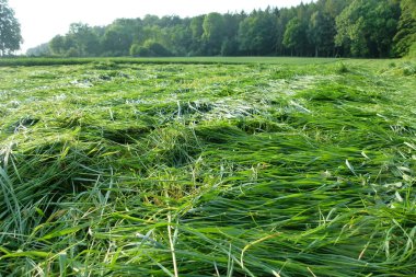 Green hay in the late summer