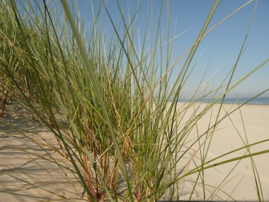 Kuzey Denizi'nde beach Island Ameland, Hollanda