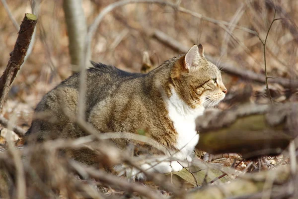 En fin katt i skogen — Stockfoto