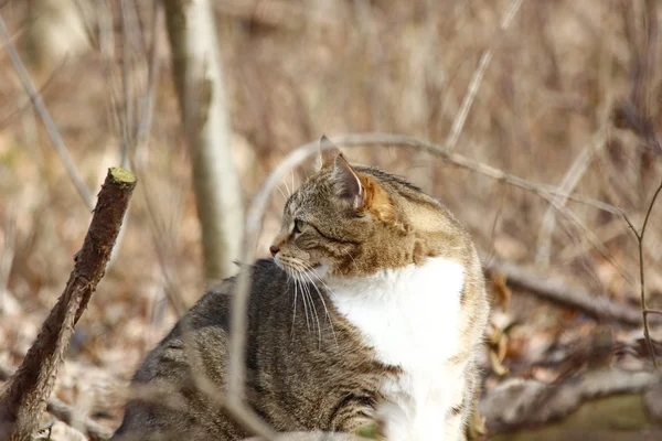 Un lindo gato en el bosque — Foto de Stock