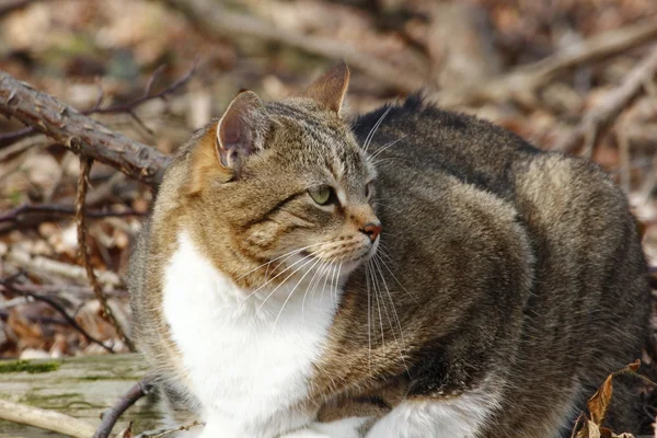 Ładny kot w lesie — Zdjęcie stockowe