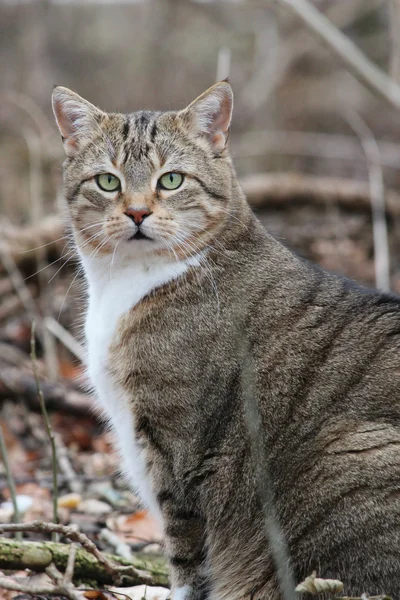 Un lindo gato en el bosque —  Fotos de Stock
