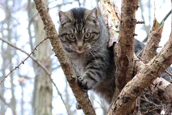 Un lindo gato en el bosque —  Fotos de Stock