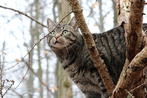 Ormanda güzel bir kedi — Stok fotoğraf