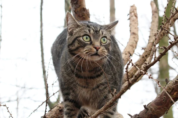 Een leuke kat in het forest — Stockfoto