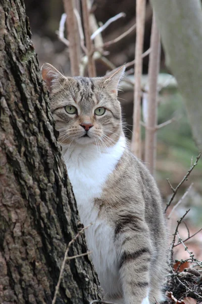 Un lindo gato en el bosque — Foto de Stock
