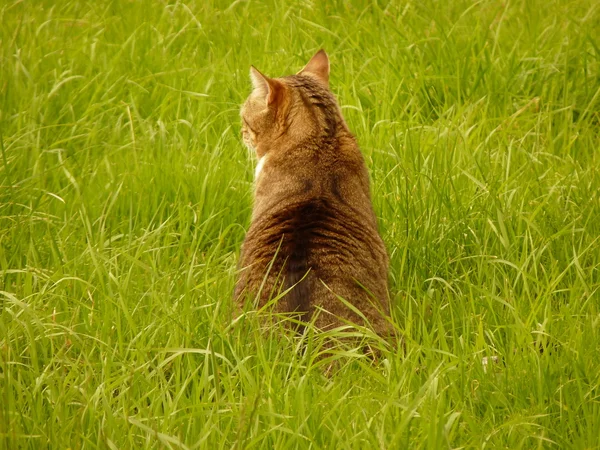 Un beau chat dans le jardin — Photo