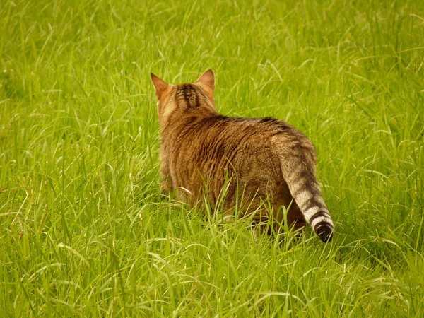 정원에서 좋은 고양이 — 스톡 사진