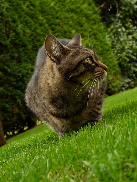 Pěkná kočka v zahradě — Stock fotografie