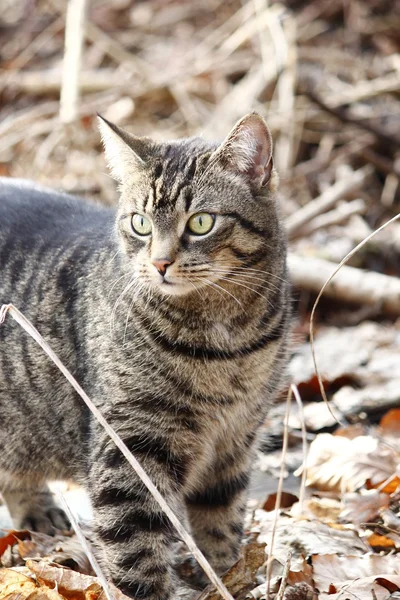 Bahçe içinde güzel bir kedi — Stok fotoğraf
