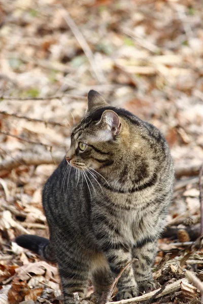Eine schöne Katze im Garten — Stockfoto