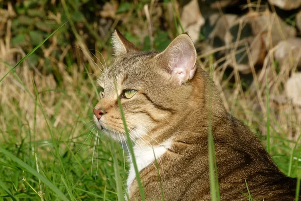 En fin katt i trädgården — Stockfoto
