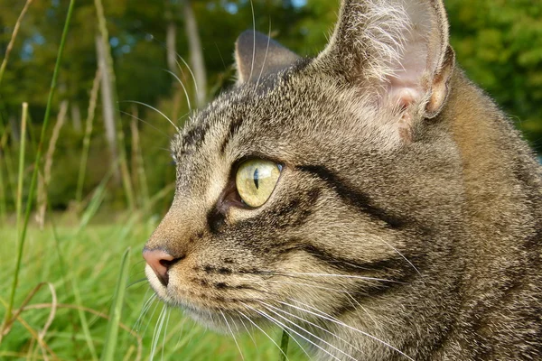 庭での素敵な猫 — ストック写真