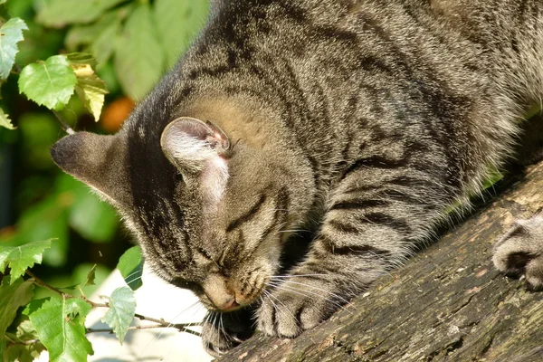 Bahçe içinde güzel bir kedi — Stok fotoğraf