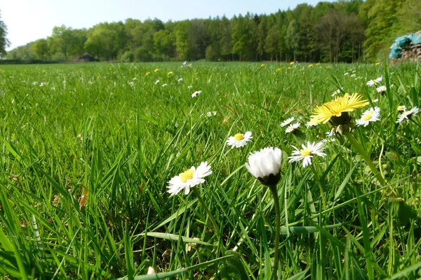 Un soleado prado verde con bonitas flores — Foto de Stock