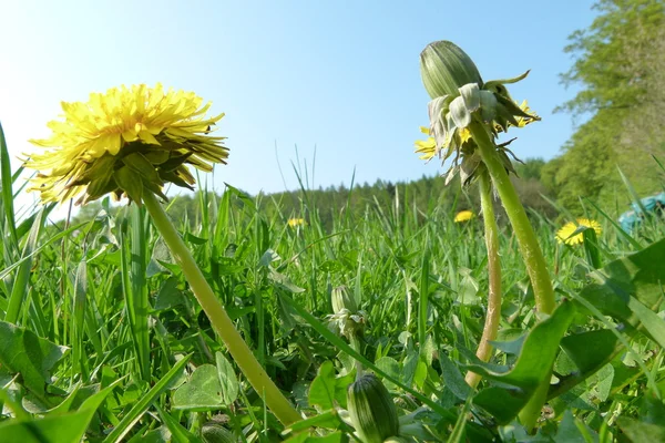 Słoneczny zielony łąka z kwiatami ładne — Zdjęcie stockowe