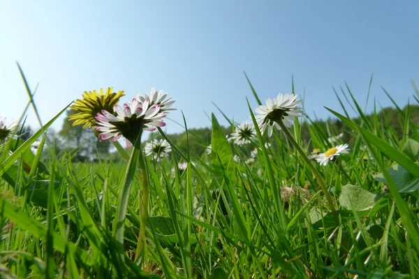 Сонячно-зелений луг з гарними квітами — стокове фото