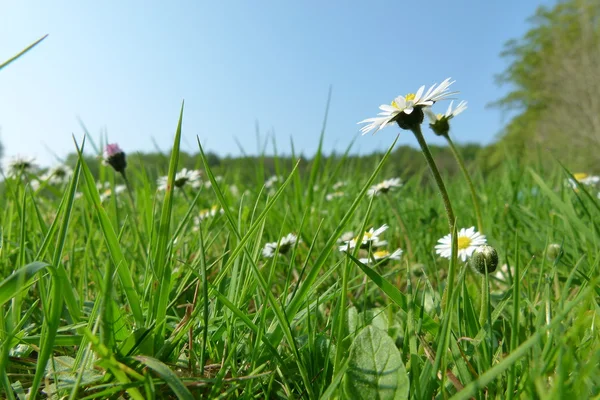 Un soleado prado verde con bonitas flores —  Fotos de Stock
