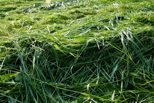 Зеленое сено в конце лета — стоковое фото