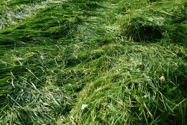 Green hay in the late summer — Stock Photo, Image