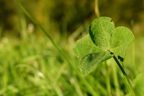 stock image Cloverleaf in the grass