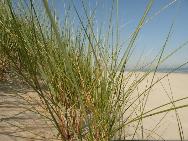 Plaż Morza Północnego, na wyspie ameland w Holandii — Zdjęcie stockowe