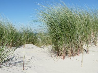 North sea beach on the island ameland in holland clipart