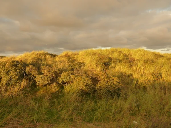 Wydm nad Morzem Północnym w zachód słońca na wyspie ameland w Holandii — Zdjęcie stockowe