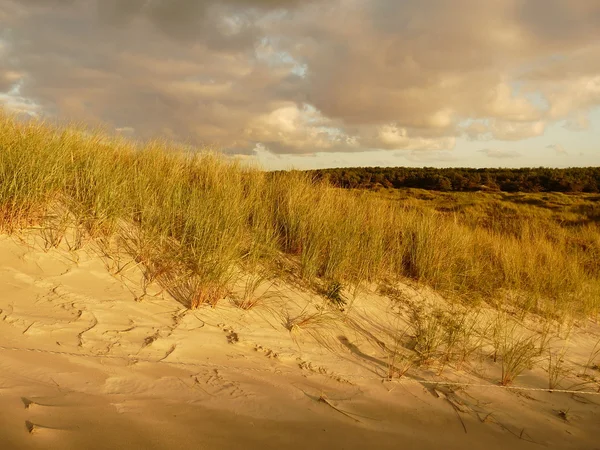 Severní moře dun v západ slunce na ostrově ameland v Holandsku — Stock fotografie