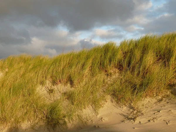Wydm nad Morzem Północnym w zachód słońca na wyspie ameland w Holandii — Zdjęcie stockowe