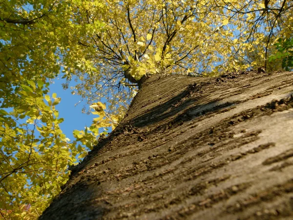 Bonitos árboles en otoño — Foto de Stock