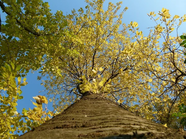 Fina träd i höst — Stockfoto