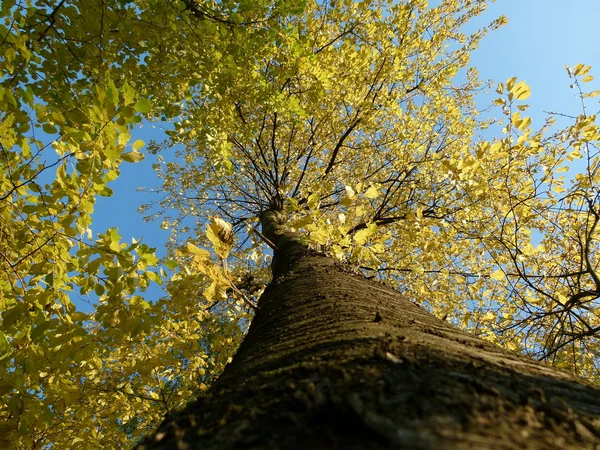 stock image Nice trees in autumn