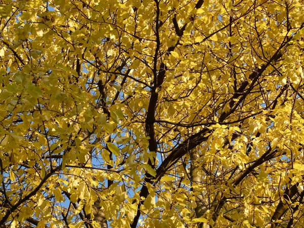 Bei alberi in autunno — Foto Stock