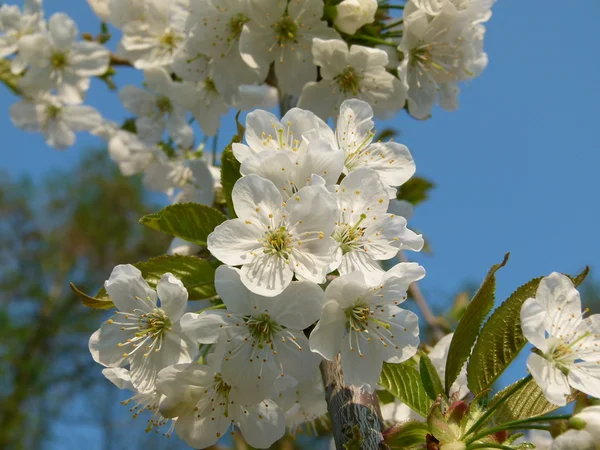 Pěkný třešňový květ v létě — Stock fotografie